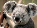 /album/photo-gallery-homepage/koala-jpg/